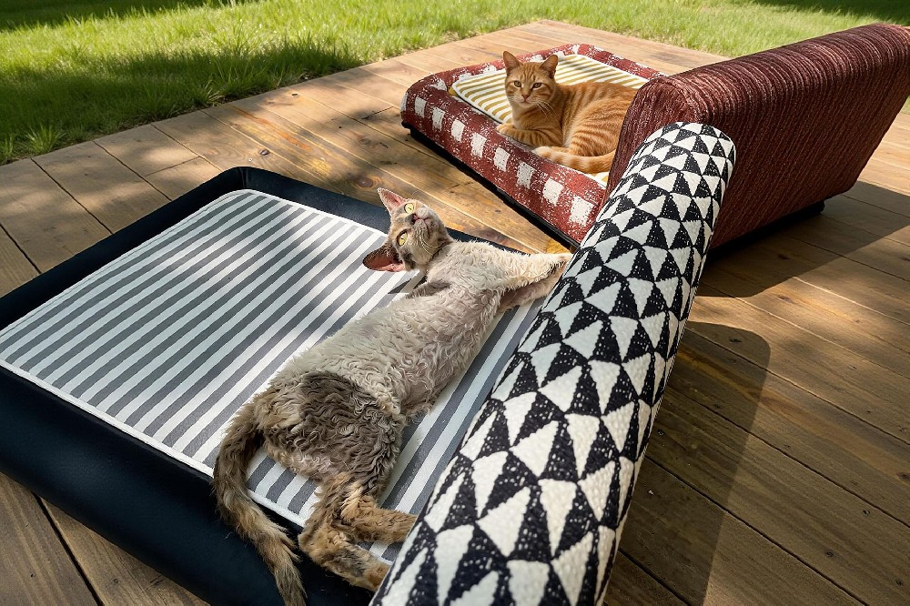 Fusing Forest & Orange: A Pet Lounge That Feels Like Home